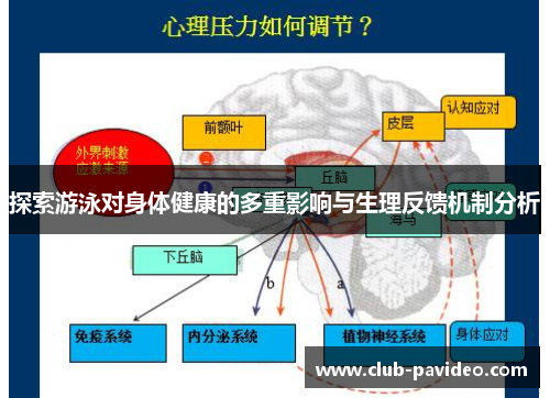 探索游泳对身体健康的多重影响与生理反馈机制分析